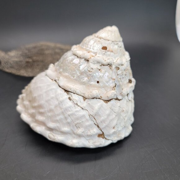 Vintage Shell Large Turbin Conk and Dried Sea Grass Sea Fan Seaside Decor PR122 - Picture 4 of 8